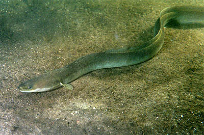 L'anguille de mer