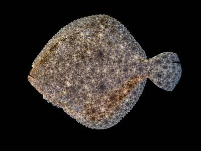 Le turbot
