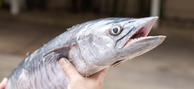 Le wahoo - Technique de Pêche - ComptoirDesPêcheurs