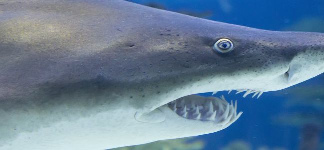 Le requin