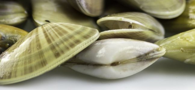 Le haricot de mer