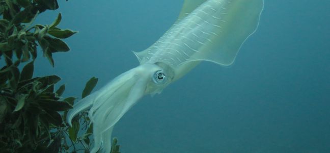 Où pêcher le calamar ?