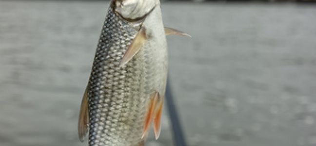 La pêche du gardon au bouchon