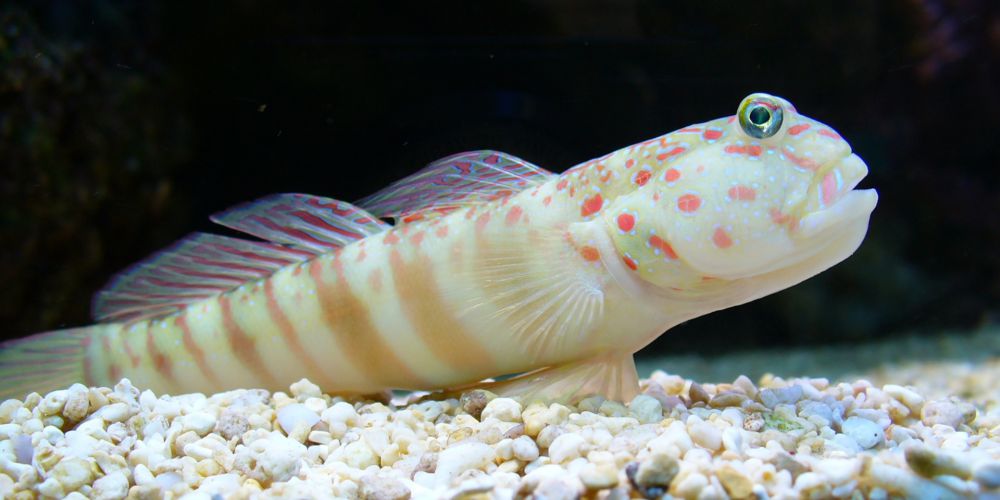 Le gobie