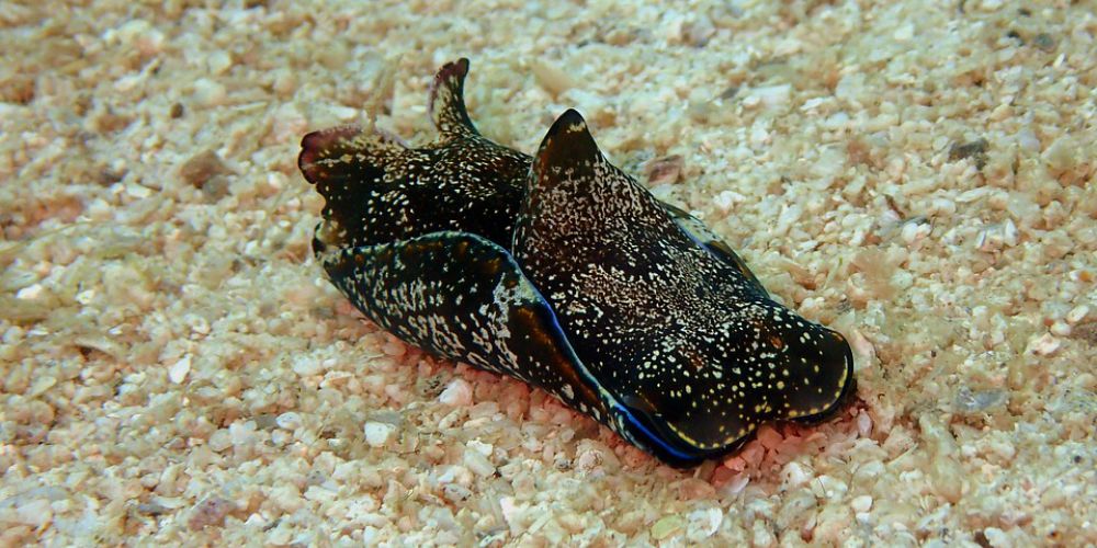 Le lièvre de mer