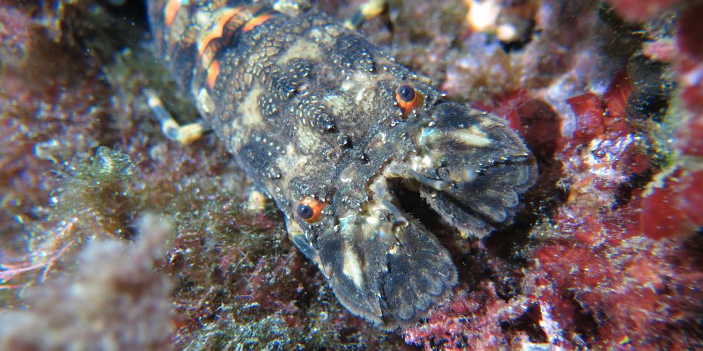 La cigale de mer