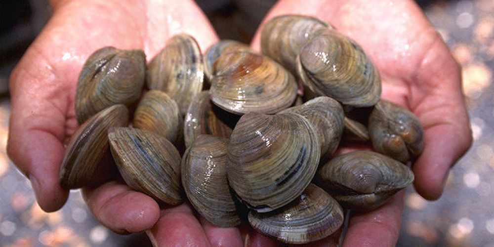 Le clam
