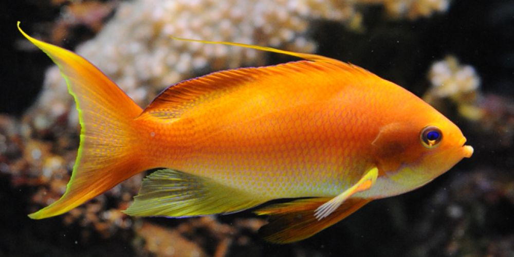 Le poisson barbier
