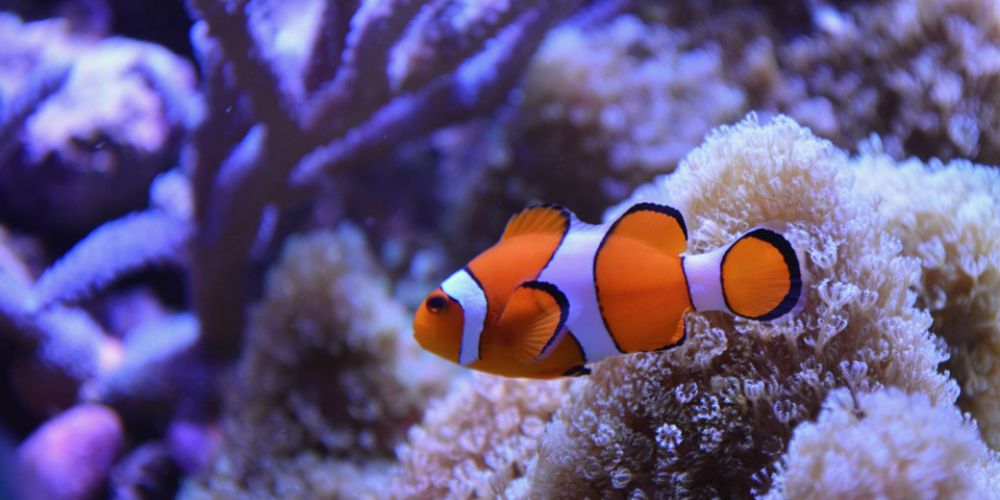 Le poisson clown