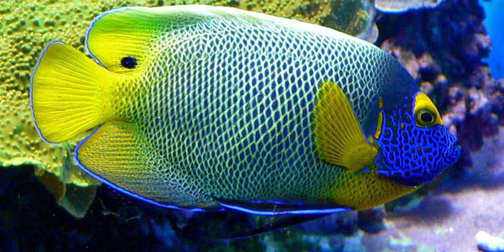 Le poisson ange