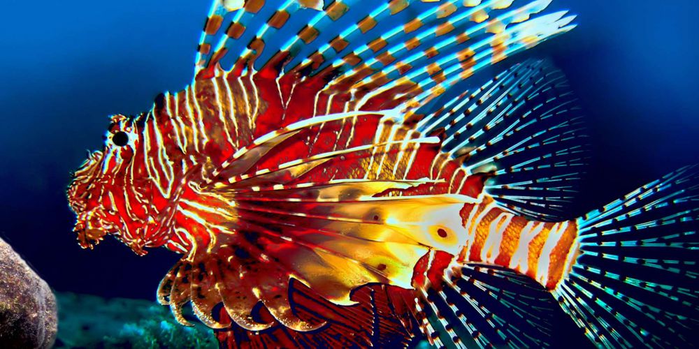 Le poisson lion