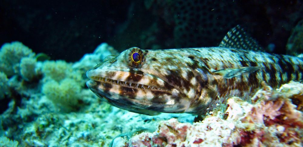 Le poisson-lézard