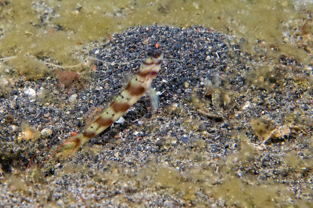Le amblygobius semicinctus