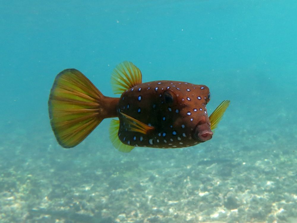 Le poisson coffre