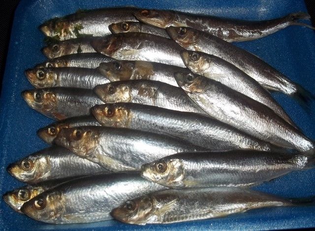 Le sprat