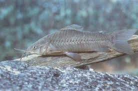 L'atipa