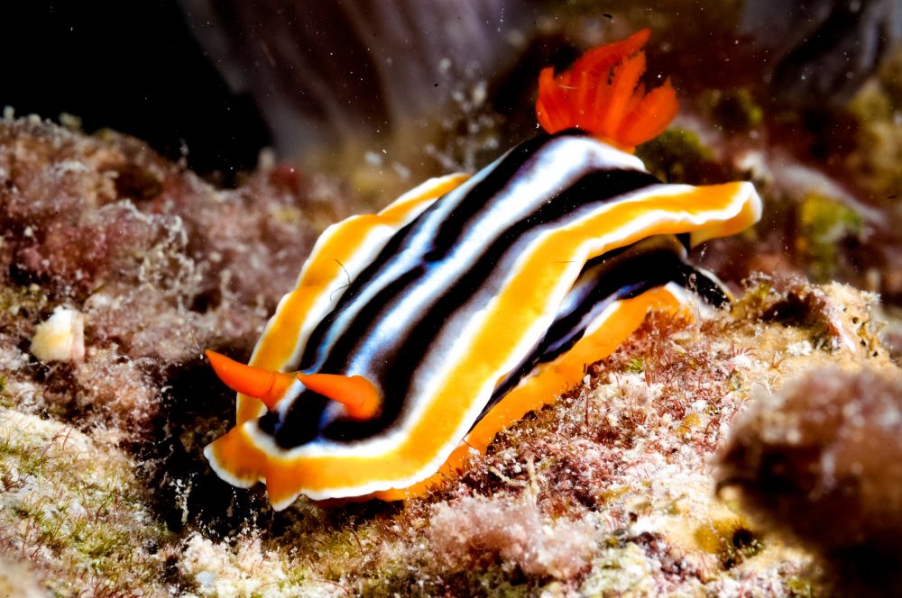 La limace de mer