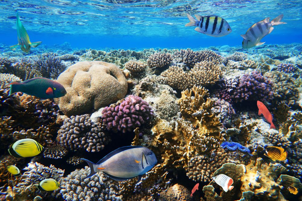 Les poissons des corails