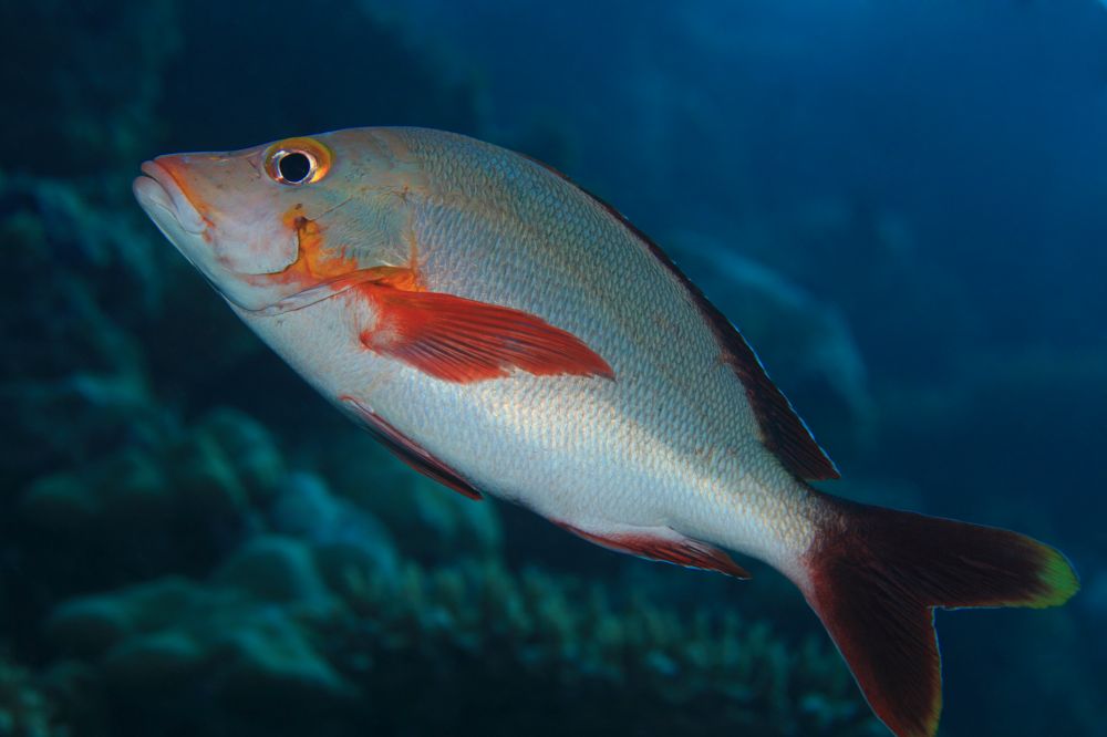 Le lutjanus gibbus
