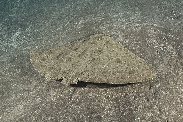 La raie papillon