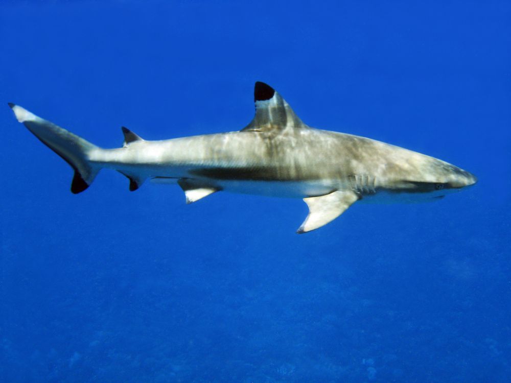Le requin à pointe noire