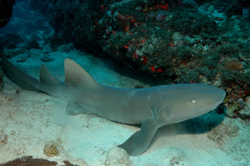 Le requin dormeur