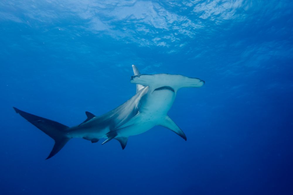 Le requin marteau