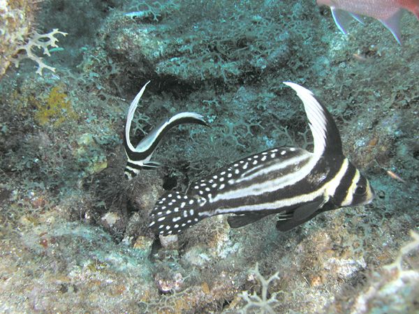 Le poisson chevalier