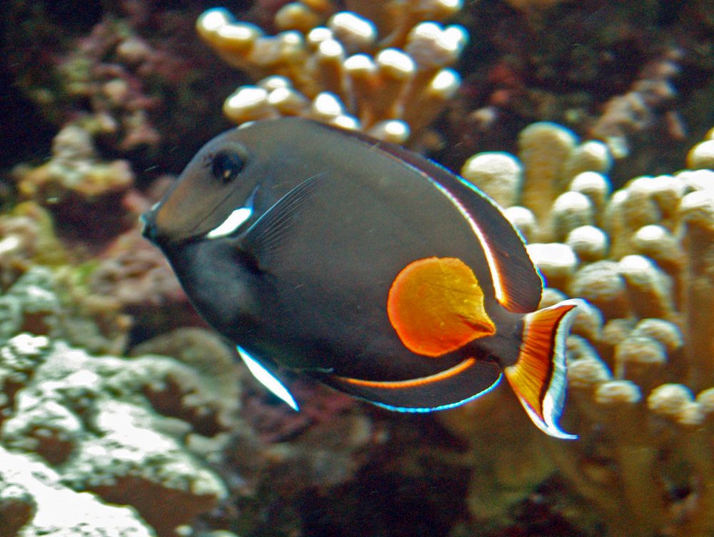 L'acanthuridae