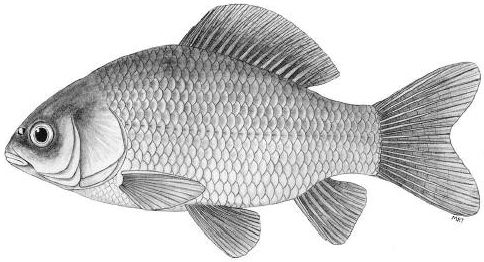 Le gardon carpé