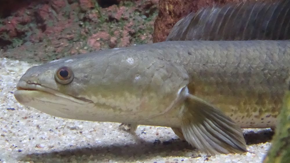 Le poisson serpent