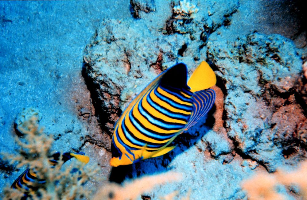 Le poisson-ange duc