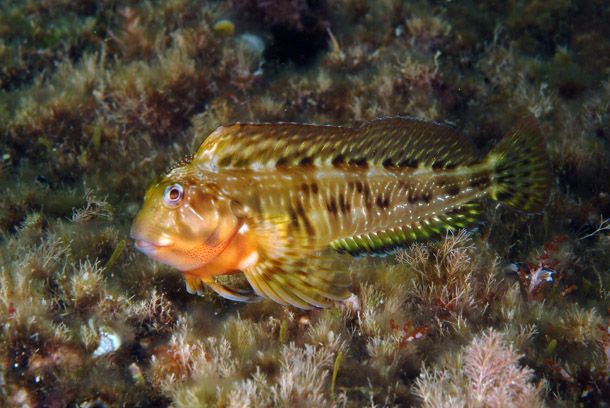 Le blenniidae