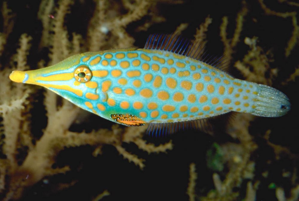 Le Poisson Lime