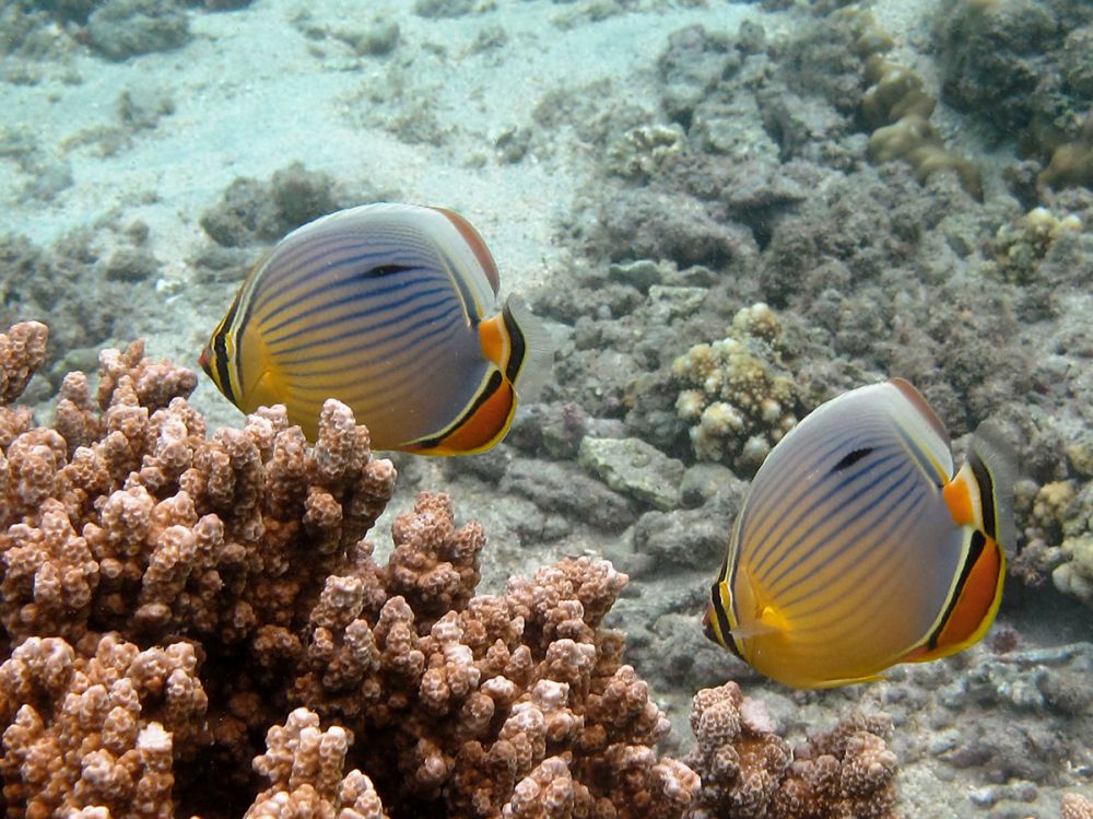 Le chaetodon trifasciatus