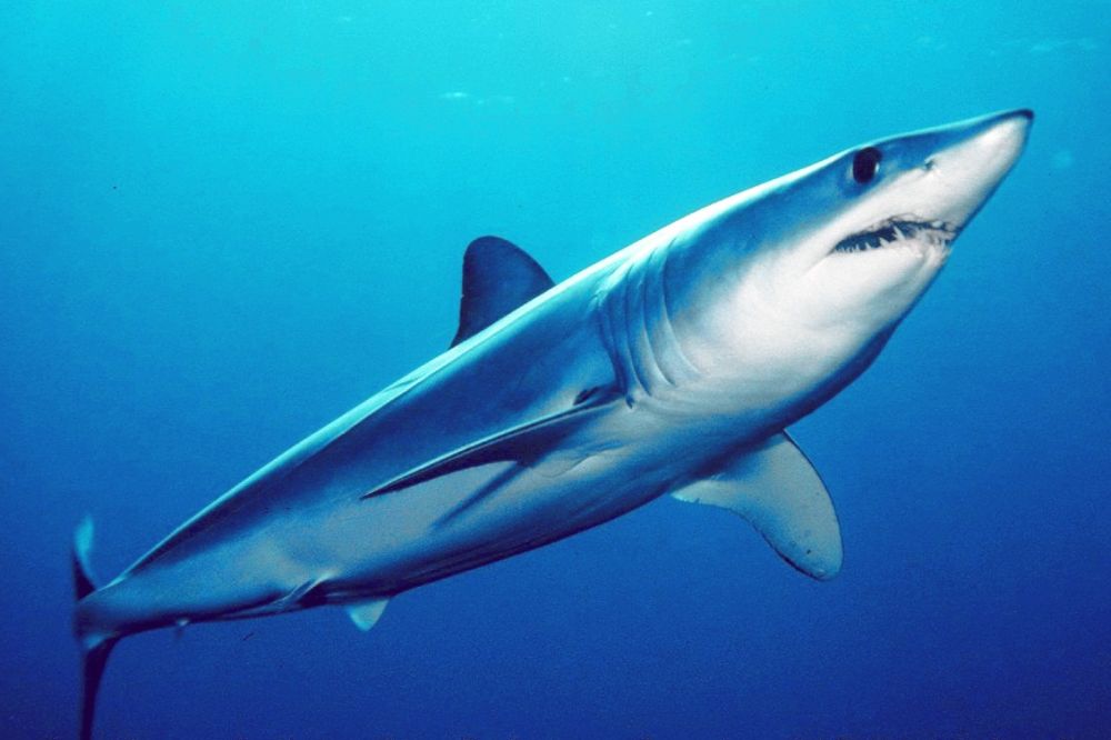 Le requin taupe