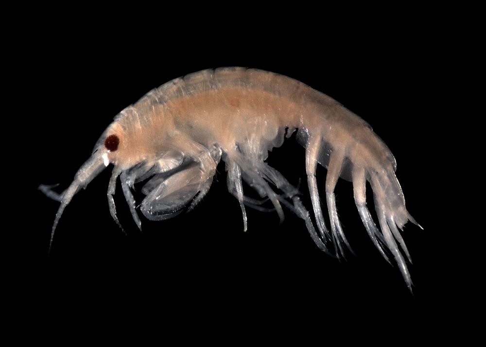 L'amphipode