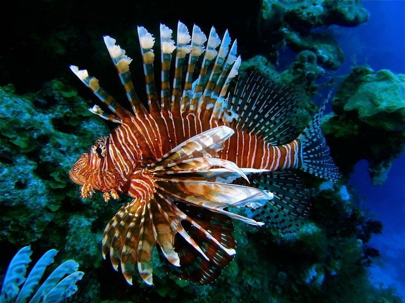 Le poisson scorpion