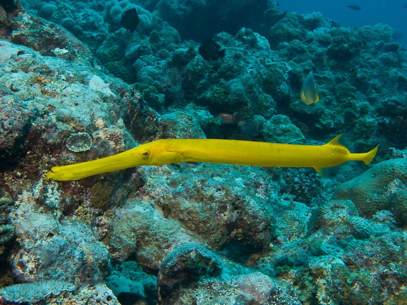 Le poisson trompette