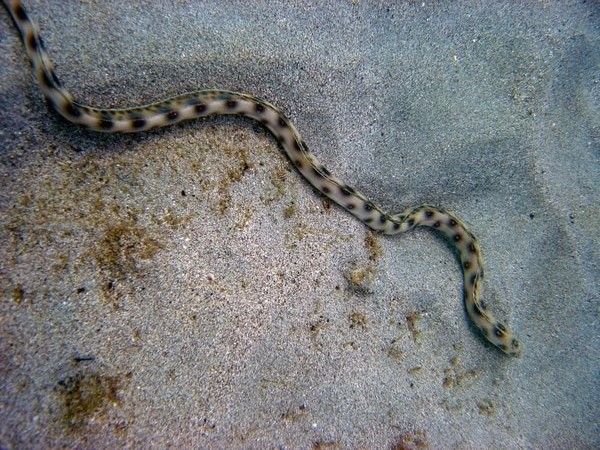 La serpentine