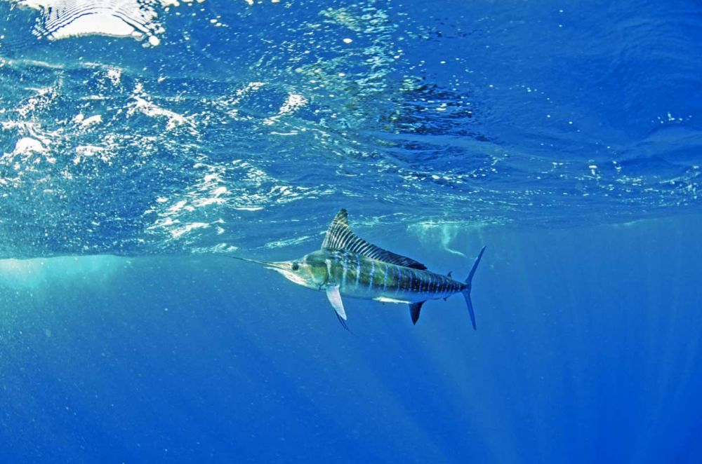 Le marlin