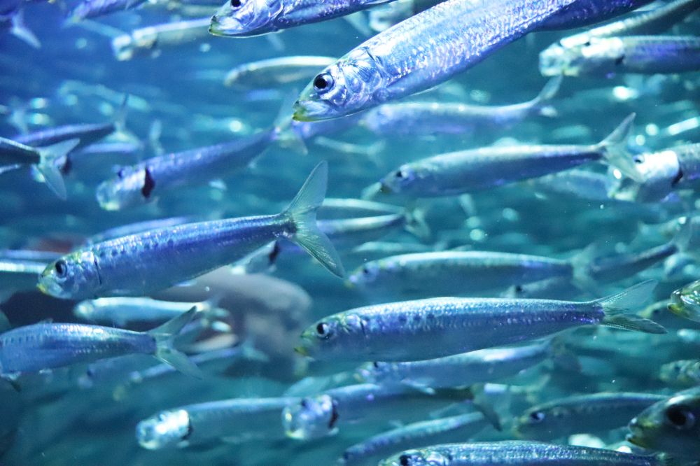 La sardine